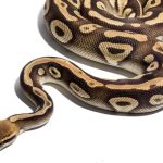 45 pythons rescued in Chitwan last year