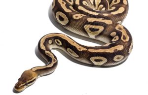 45 pythons rescued in Chitwan last year