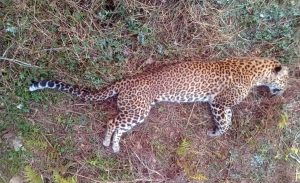 Leopard found dead after being electrocuted in Chitwan