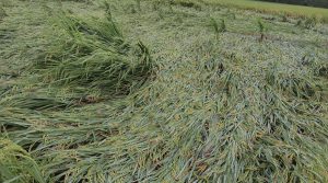 Windstorm damages rice crops in Banke