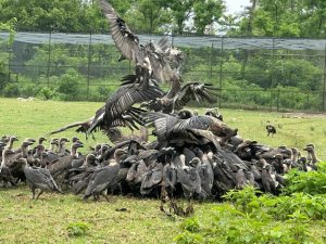 Nepal records historic recovery in vulture population