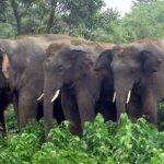22 elephants head back toward India