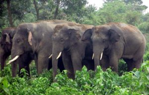 22 elephants head back toward India