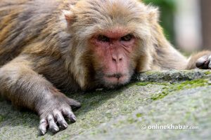 40 injured in monkey attacks in Nepalgunj in 45 days