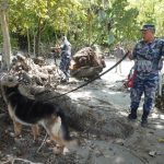The dogs helping rescuers search through the rubble