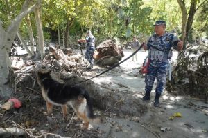 The dogs helping rescuers search through the rubble