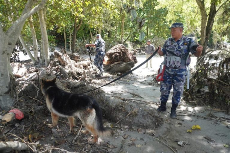 The dogs helping rescuers search through the rubble