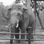 Wild elephant Ronaldo found dead near Chitwan’s Bishazari Tal