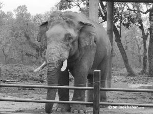 Wild elephant Ronaldo found dead near Chitwan’s Bishazari Tal