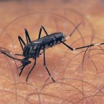 32 dengue cases confirmed in Kavre