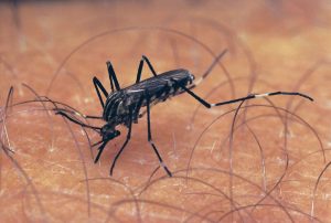 Palpa records 231 dengue cases in less than two months