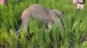 Wild elephant found dead in Jhapa