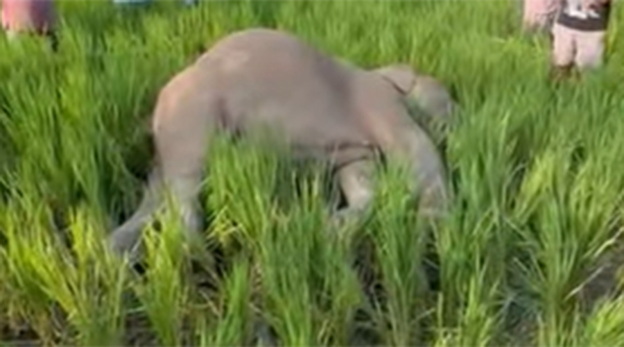 Wild elephant found dead in Jhapa