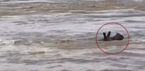 Rhino swept away by Narayani River reaches Susta
