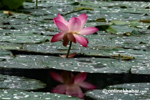Lotus flowers bloom at Kamal Pokhari in Bhaktapur (Photo feature)