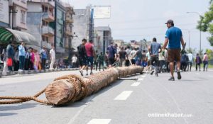 Indra Jatra pole brought to Bhaktapur from Kavre’s Nala forest