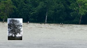 Flood sweeps away tree used to mark Nepal-India border in Susta
