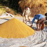 Bhojpur farmers struggle to find labourers for rice harvesting