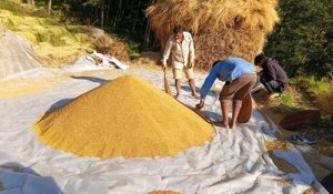 Bhojpur farmers struggle to find labourers for rice harvesting