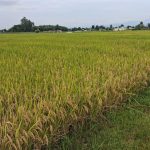 Pest infestation damages rice crops near harvest in Bhojpur