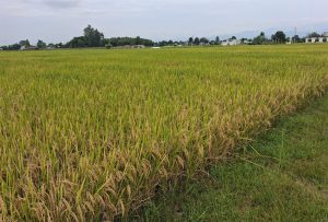 Pest infestation damages rice crops near harvest in Bhojpur