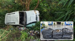 341 kg of marijuana found in crashed vehicle, one arrested
