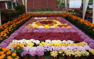 19th Godavari Flower Exhibition begins in Lalitpur ahead of Tihar and Chhath
