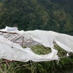 Windstorm damages tomato crops in Gulmi