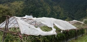 Windstorm damages tomato crops in Gulmi
