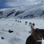 200 livestock rescued after nearly a month stranded in snow in Humla