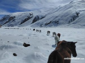 200 livestock rescued after nearly a month stranded in snow in Humla