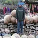 One arrested with 1,225 kg of spikenard in Dolpa