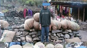 One arrested with 1,225 kg of spikenard in Dolpa