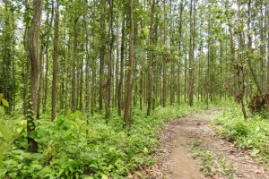 Six goats found dead in Deukhuri community forest
