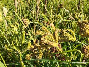 Millet farming declines in Tehrathum as demand grows for new food products