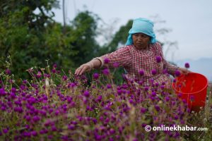 Gundu farmers race to pick velvet flowers before Tihar