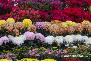 19th Chrysanthemum Flower Competition and Exhibition to begin on October 29