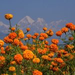 Nepal expects demand for 5.18 million flower garlands during Tihar