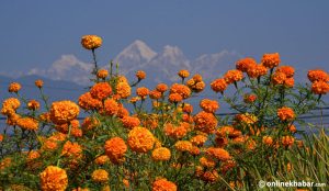 Nepal expects demand for 5.18 million flower garlands during Tihar