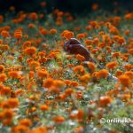 Nepal’s flower imports 22 times higher than exports despite Rs 11.5 billion investment