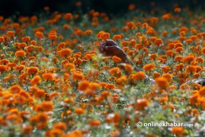 Nepal’s flower imports 22 times higher than exports despite Rs 11.5 billion investment