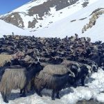 Chyangra from Dolpa head to Pokhara and Kathmandu for Dashain