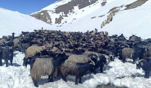 Chyangra from Dolpa head to Pokhara and Kathmandu for Dashain