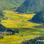Salyan’s paddy fields turn golden as rice ripens (Photos)