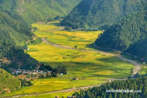 Salyan’s paddy fields turn golden as rice ripens (Photos)