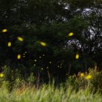 Where have all the fireflies gone?