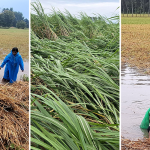 Natural disasters deal annual blow to Nepal’s agriculture