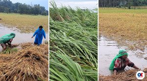 Natural disasters deal annual blow to Nepal’s agriculture