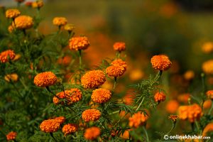 Marigolds bloom ahead of Tihar (photos)