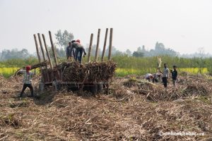 Govt to provide Rs 1.5 billion in subsidies to sugarcane farmers